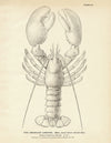 American Lobster Art Print