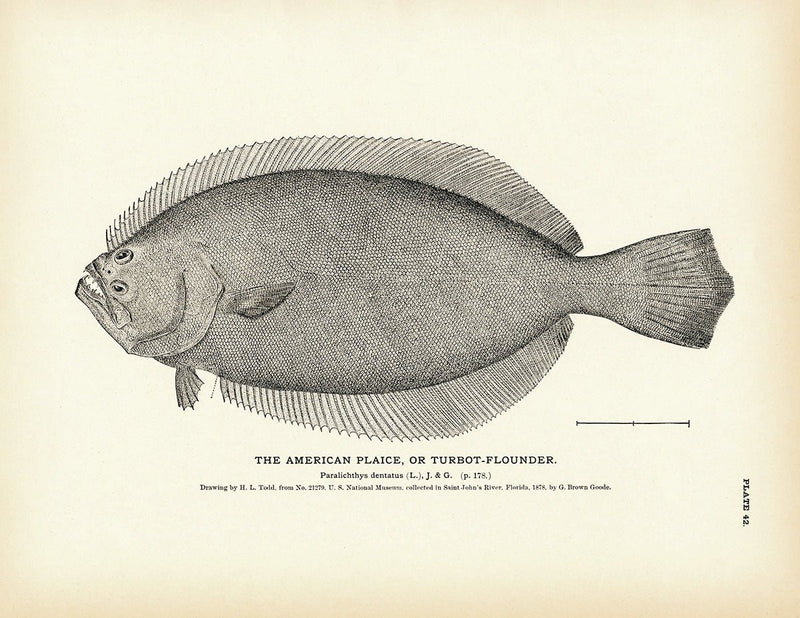 American Plaice (Turbot - Flounder) Art Print - Muir Way - Fisheries