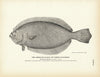 American Plaice (Turbot-Flounder) Art Print