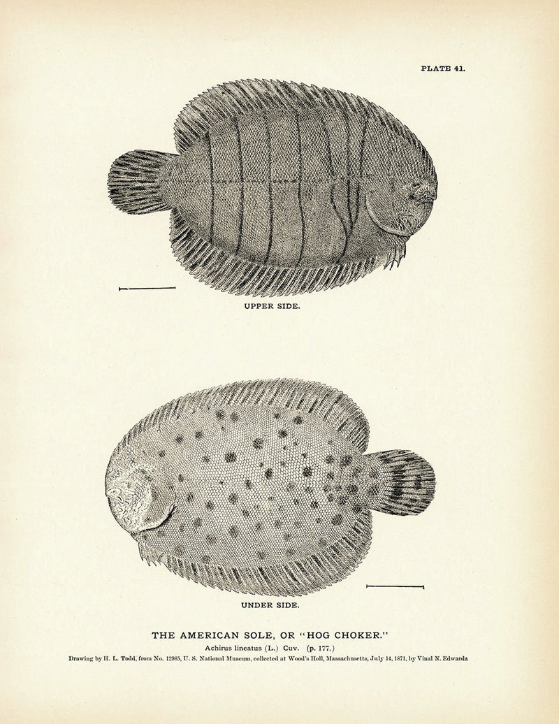 American Sole (Hog Choker) Art Print - Muir Way - Fisheries
