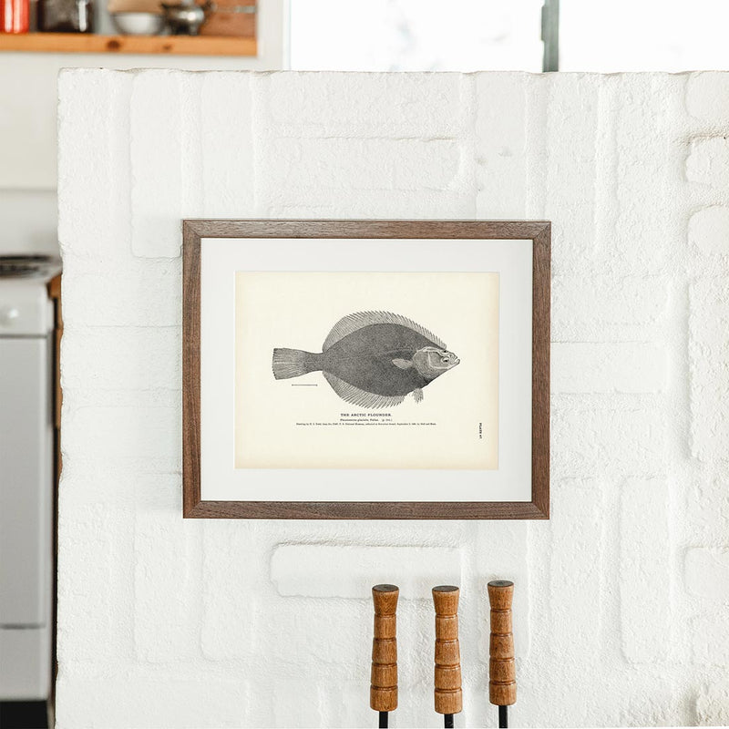 Arctic Flounder Art Print - Muir Way - Fisheries