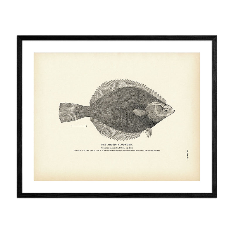 Arctic Flounder Art Print - Muir Way - Fisheries