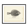 Arctic Flounder Art Print
