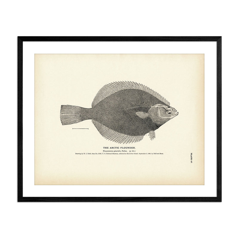 Vintage Arctic Flounder fish print
