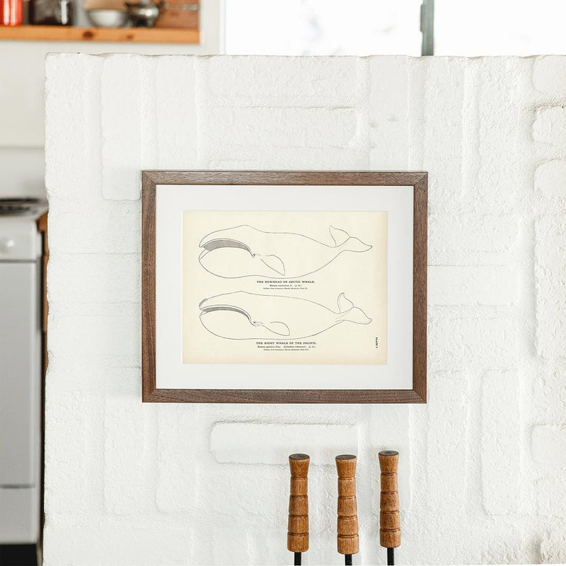 Arctic Whale (Bowhead) and the Right Whale of the Pacific Art Print - Muir Way - Fisheries