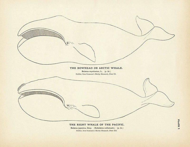 Arctic Whale (Bowhead) and the Right Whale of the Pacific Art Print - Muir Way - Fisheries