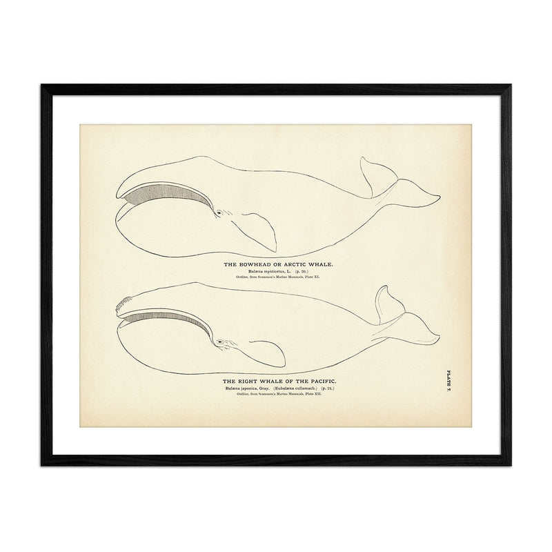 Arctic Whale (Bowhead) and the Right Whale of the Pacific Art Print - Muir Way - Fisheries