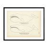 Arctic Whale (Bowhead) and the Right Whale of the Pacific Art Print