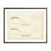 Vintage Arctic Whale fish print