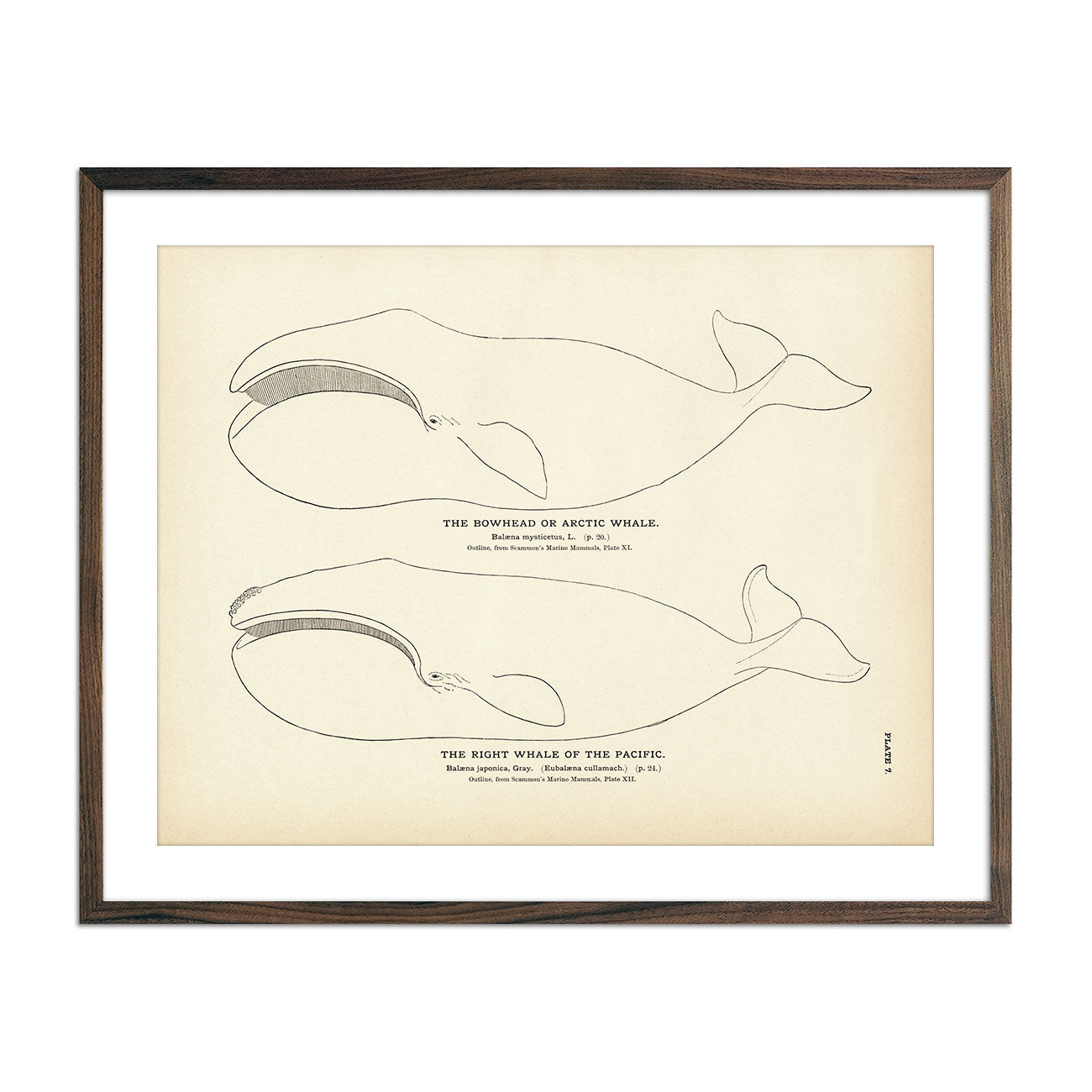 Vintage Arctic Whale fish print