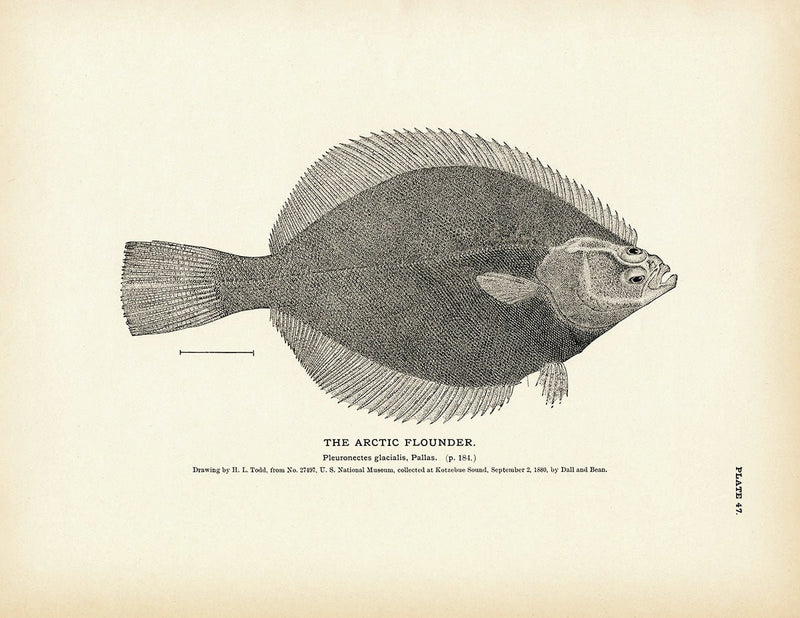 Arctic Flounder Art Print - Muir Way - Fisheries