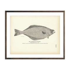 Atherestes Flounder Art Print