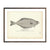 Vintage Atherestes Flounder fish print