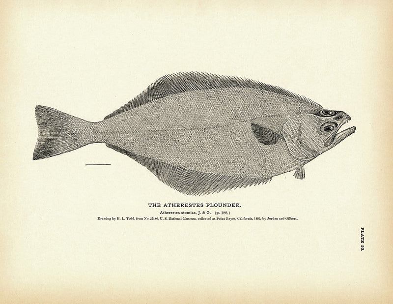Atherestes Flounder Art Print - Muir Way - Fisheries