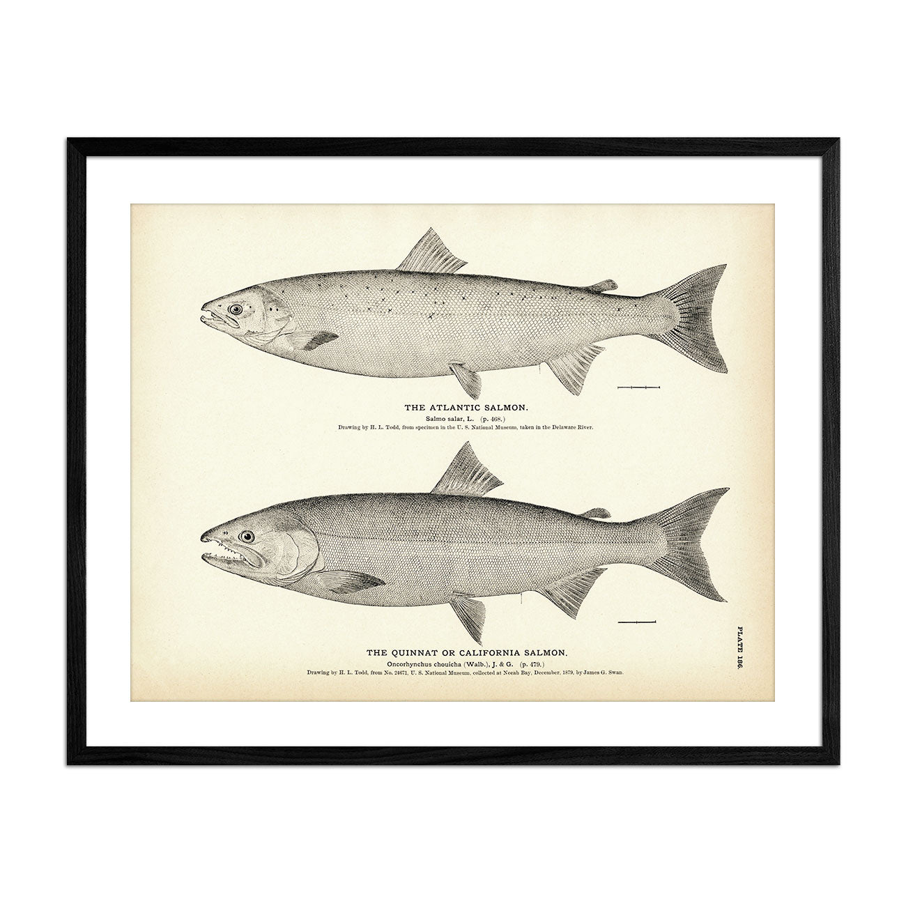1961 Weyerhaeuser Timber Ad 1960s Fish Illustration Salmon