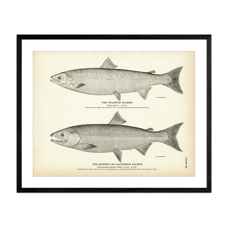 Atlantic Salmon and Quinnat (California Salmon) Art Print - Muir Way - Fisheries