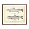 Vintage Atlantic and California Salmon fish print
