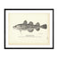 Atlantic Tom Cod - 1884 Print | Muir Way
