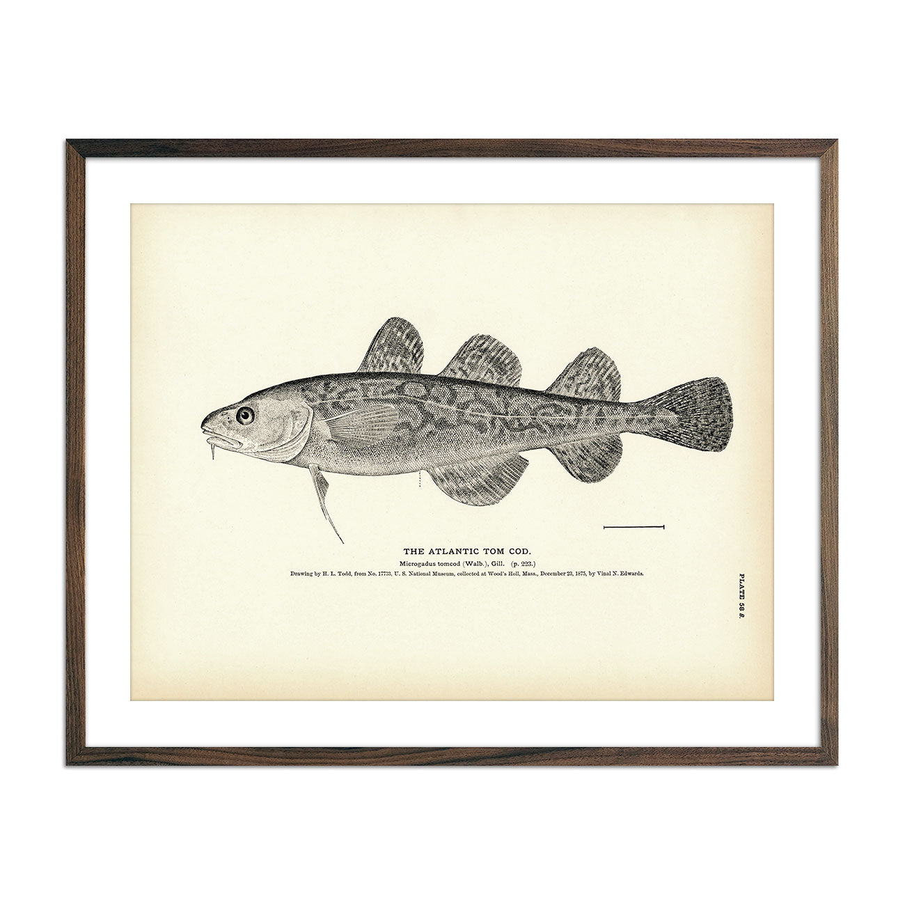 1884 Fish Drawings – Muir Way