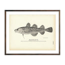 Atlantic Tom Cod - 1884 Print | Muir Way