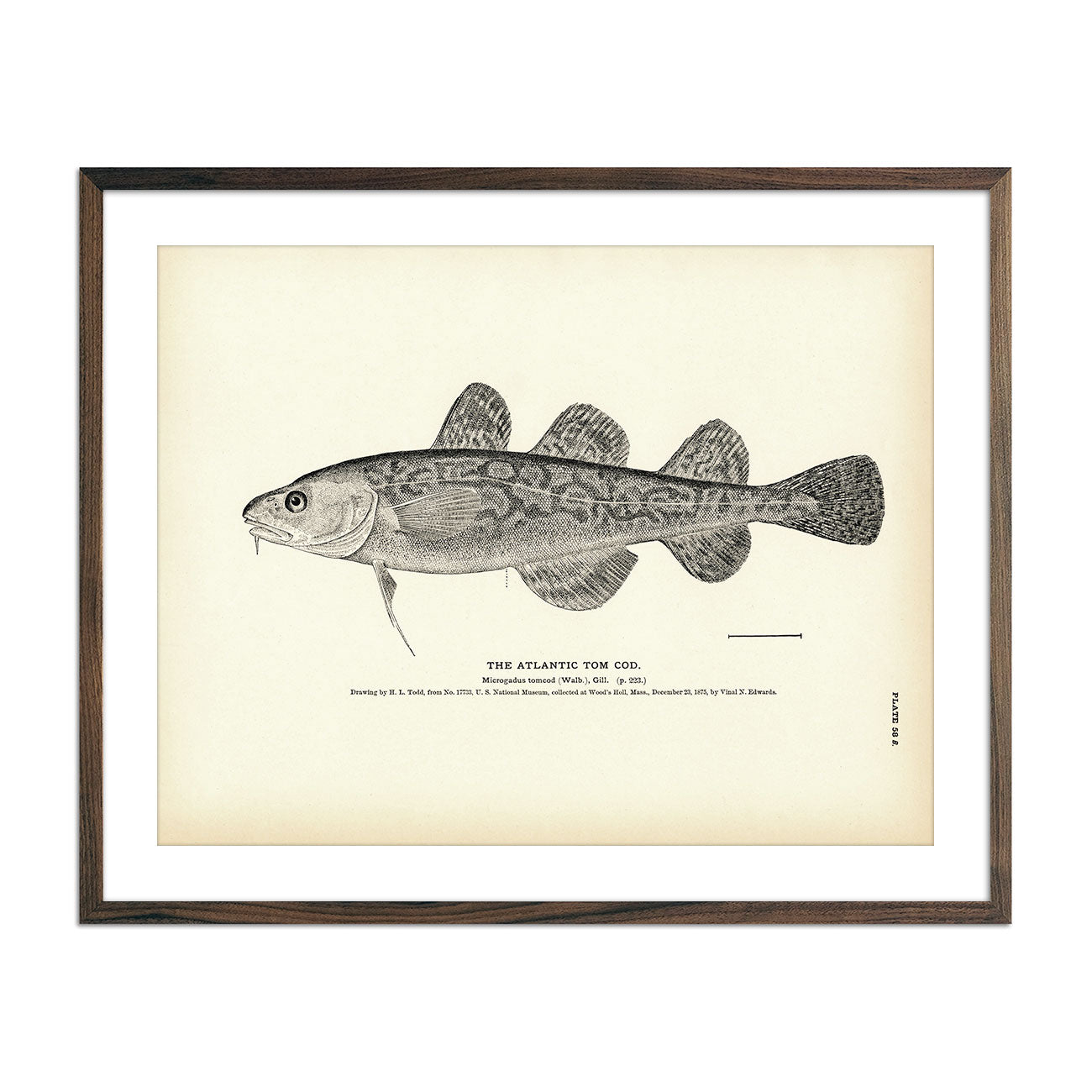 Vintage Atlantic Tom Cod fish print