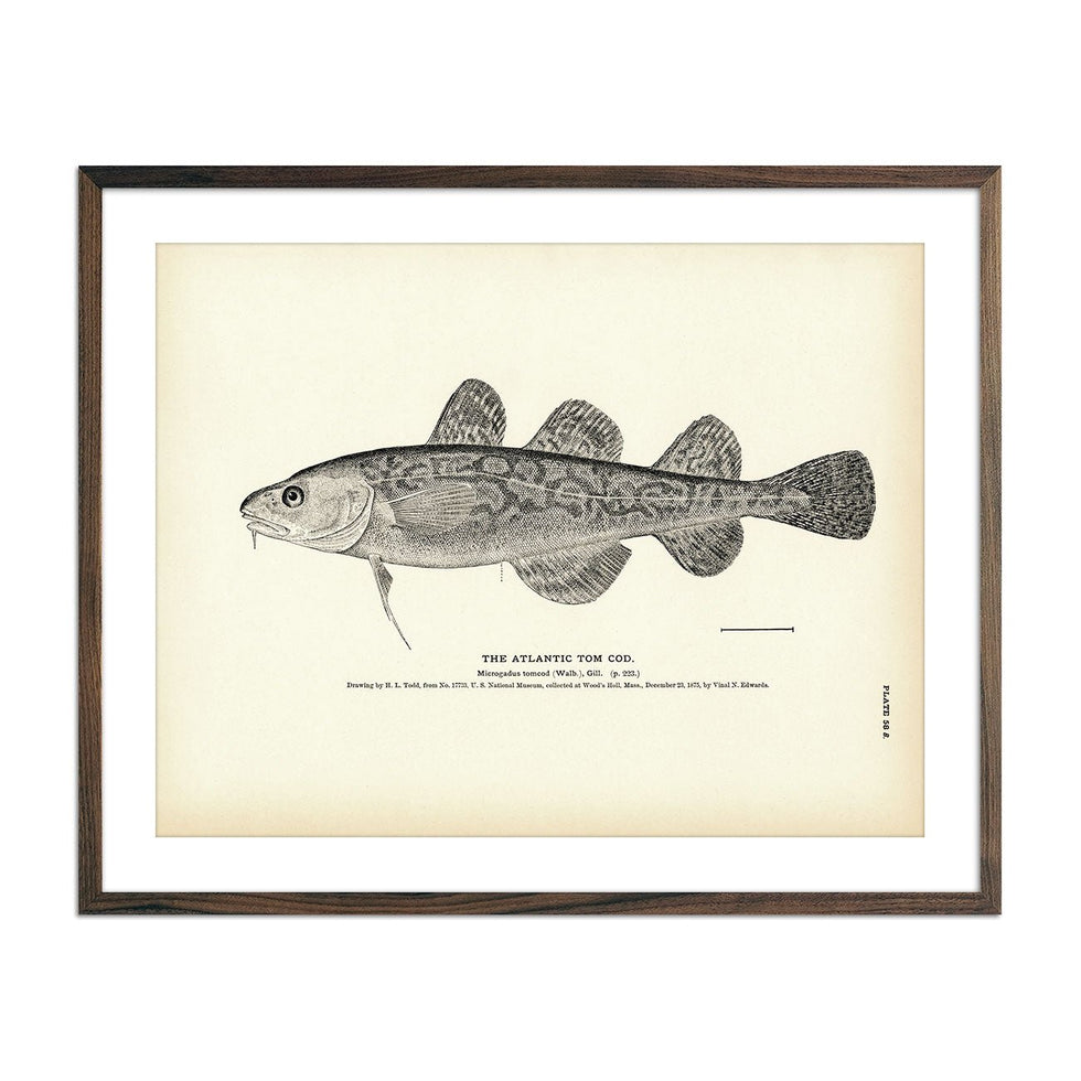 1884 Fish Print Drawings | Vintage Fish Prints – Muir Way
