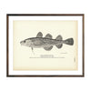 Vintage Atlantic Tom Cod fish print