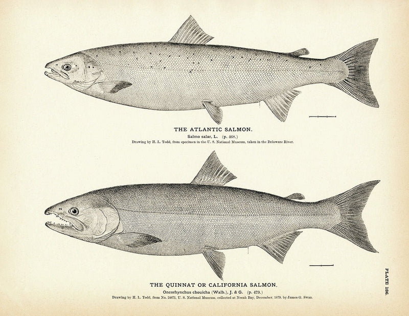 Atlantic Salmon and Quinnat (California Salmon) Art Print - Muir Way - Fisheries
