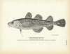 Atlantic Tom Cod Art Print