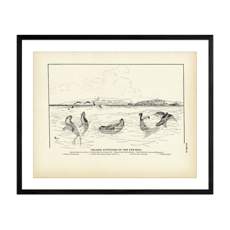 Pelagic Attitudes of the Fur - Seal Art Print - Muir Way - Fisheries