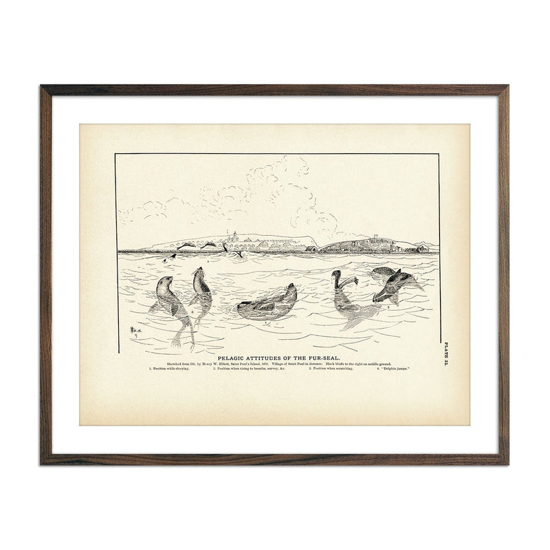 Pelagic Attitudes of the Fur - Seal Art Print - Muir Way - Fisheries