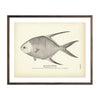 Vintage Banner Pompano fish print