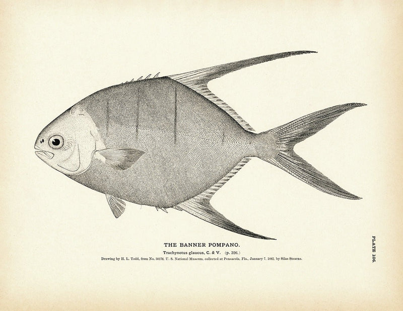 Banner Pompano Art Print - Muir Way - Fisheries