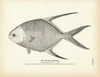 Banner Pompano Art Print
