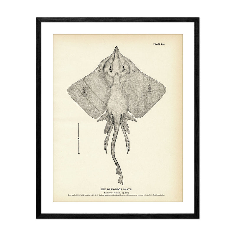 Barn - Door Skate Art Print - Muir Way - Fisheries