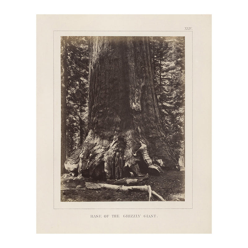 Photograph of Base of Grizzly Giant