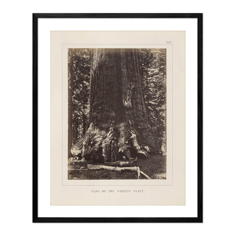 Base of Grizzly Giant, Yosemite 1868 - Muir Way - Photograph