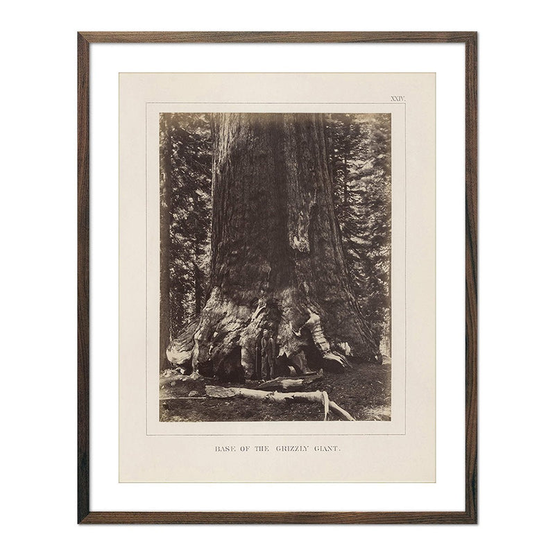 Base of Grizzly Giant, Yosemite 1868 - Muir Way - Photograph