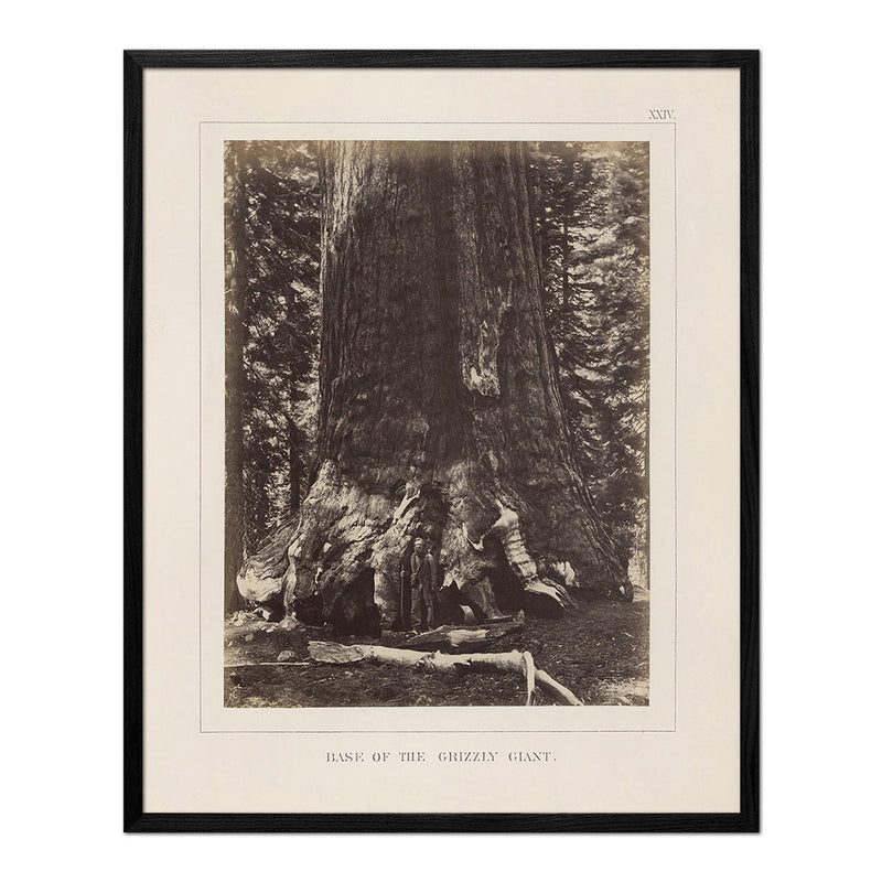 Base of Grizzly Giant, Yosemite 1868 - Muir Way - Photograph