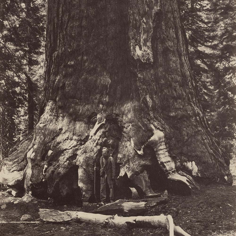 Base of Grizzly Giant, Yosemite 1868 - Muir Way - Photograph