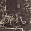 Base of Grizzly Giant, Yosemite 1868