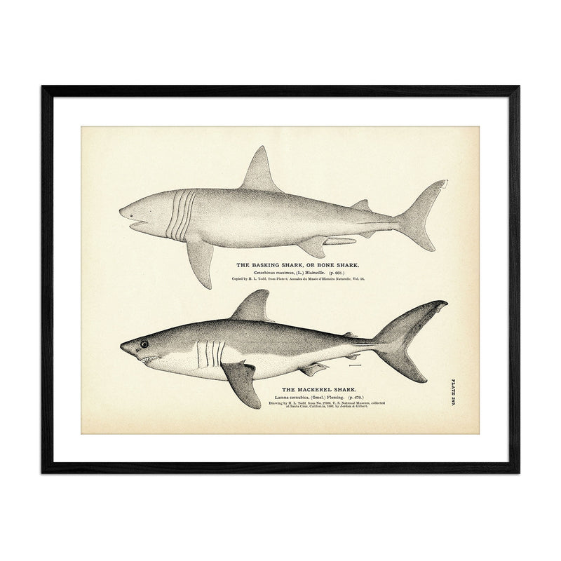 Basking Shark (Bone Shark) and Mackerel Shark Art Print - Muir Way - Fisheries