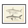 Basking Shark (Bone Shark) and Mackerel Shark Art Print