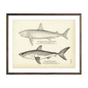 Vintage Basking and Mackerel Shark fish print