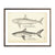 Vintage Basking and Mackerel Shark fish print