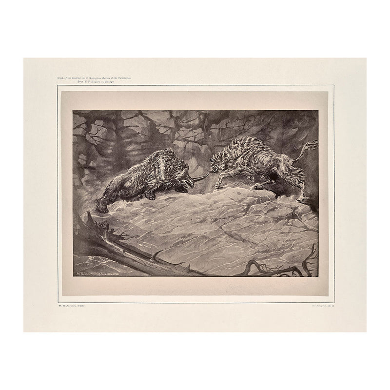 Battle of the Rhinoceros of the Urus, Yellowstone 1873 - Muir Way - Photograph