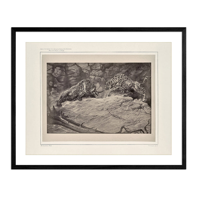 Battle of the Rhinoceros of the Urus, Yellowstone 1873 - Muir Way - Photograph