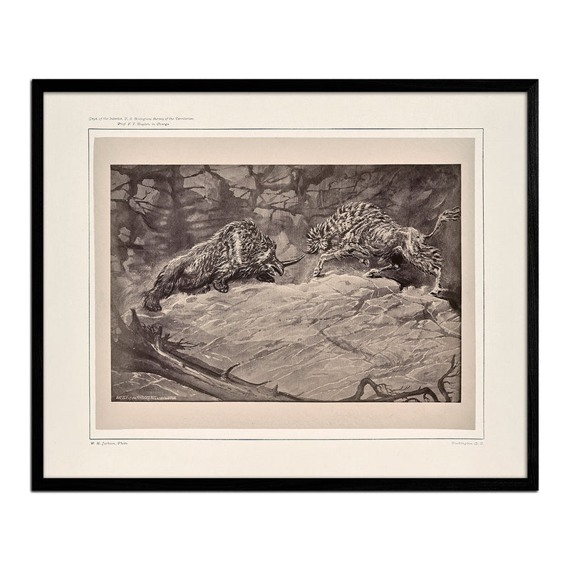 Battle of the Rhinoceros of the Urus, Yellowstone 1873 - Muir Way - Photograph