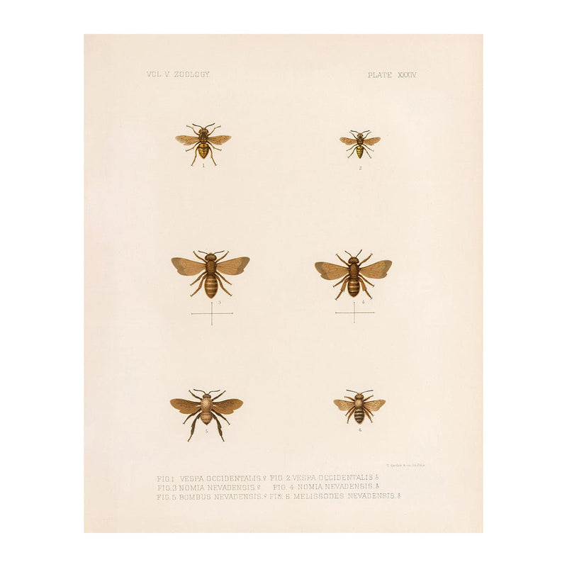 Bees Art Print - Muir Way - Animals