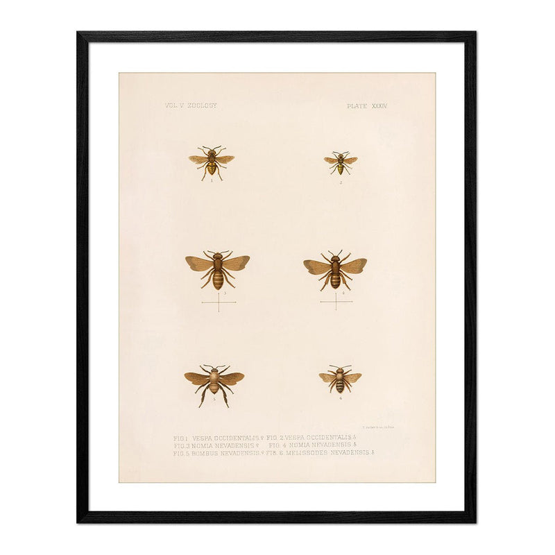 Bees Art Print - Muir Way - Animals